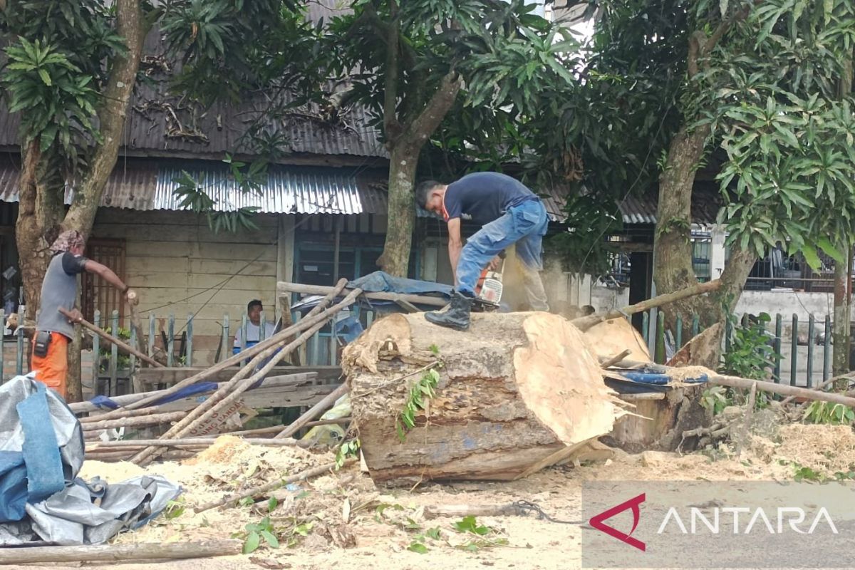 Tim gabungan di Belitung tebang pohon rawan tumbang