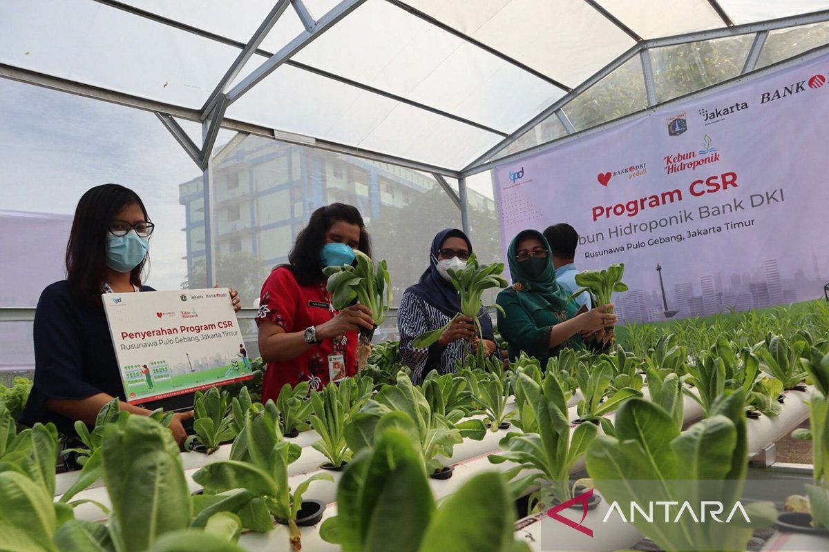 Bank DKI tingkatkan CSR melalui stunting dan kebun hidroponik