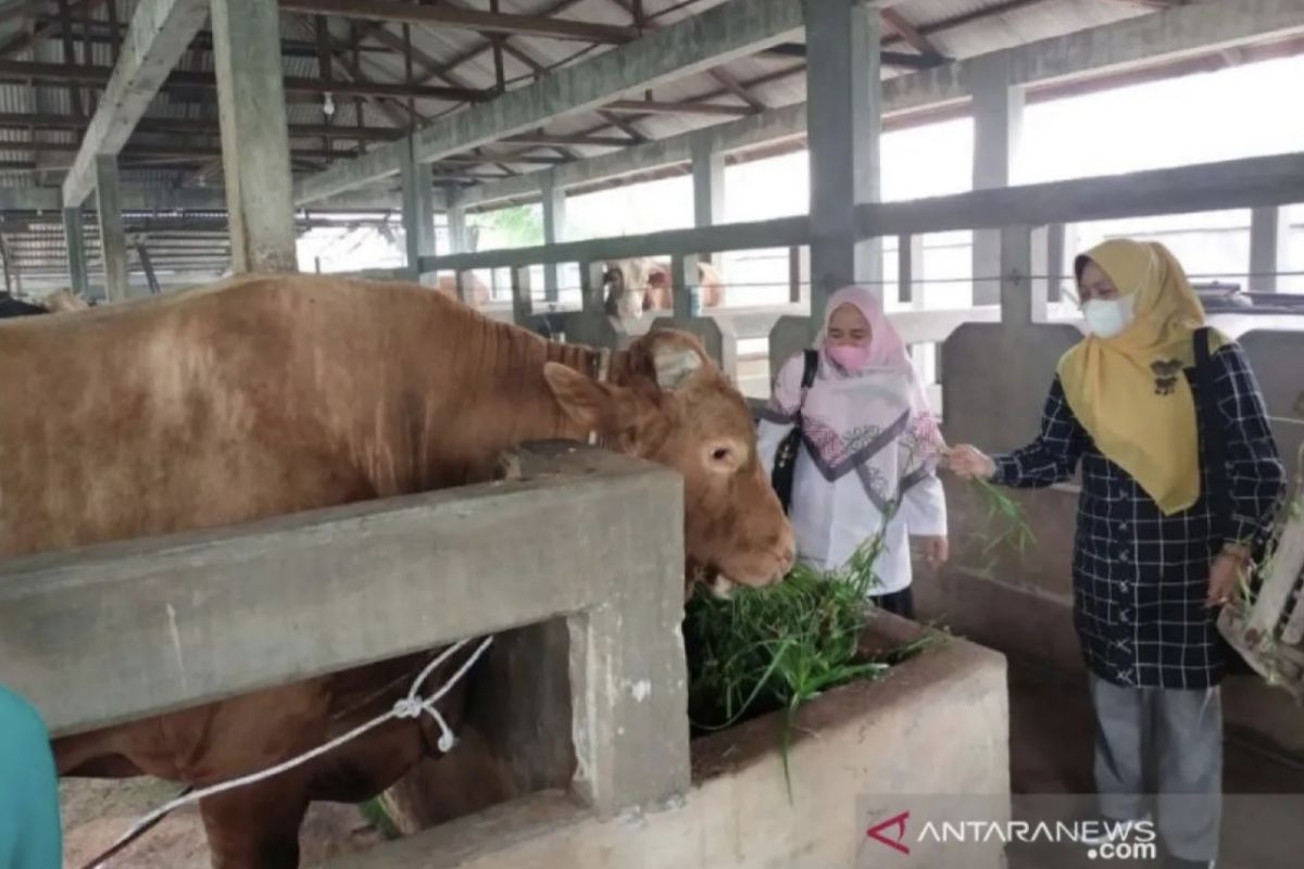 Riau kembali dapat bantuan kurban sapi dari Presiden Joko Widodo