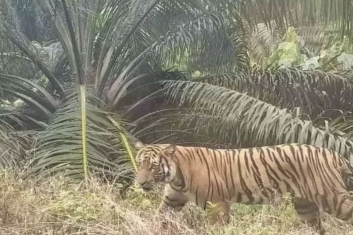 Satu orang warga meninggal dunia diterkam harimau di Inderagiri Hilir