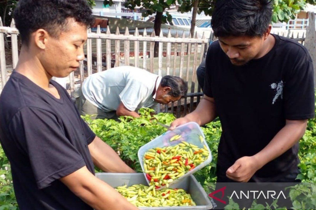 Pemkab Kepulauan Seribu mulai manfaatkan lahan yang ada untuk tanaman pangan