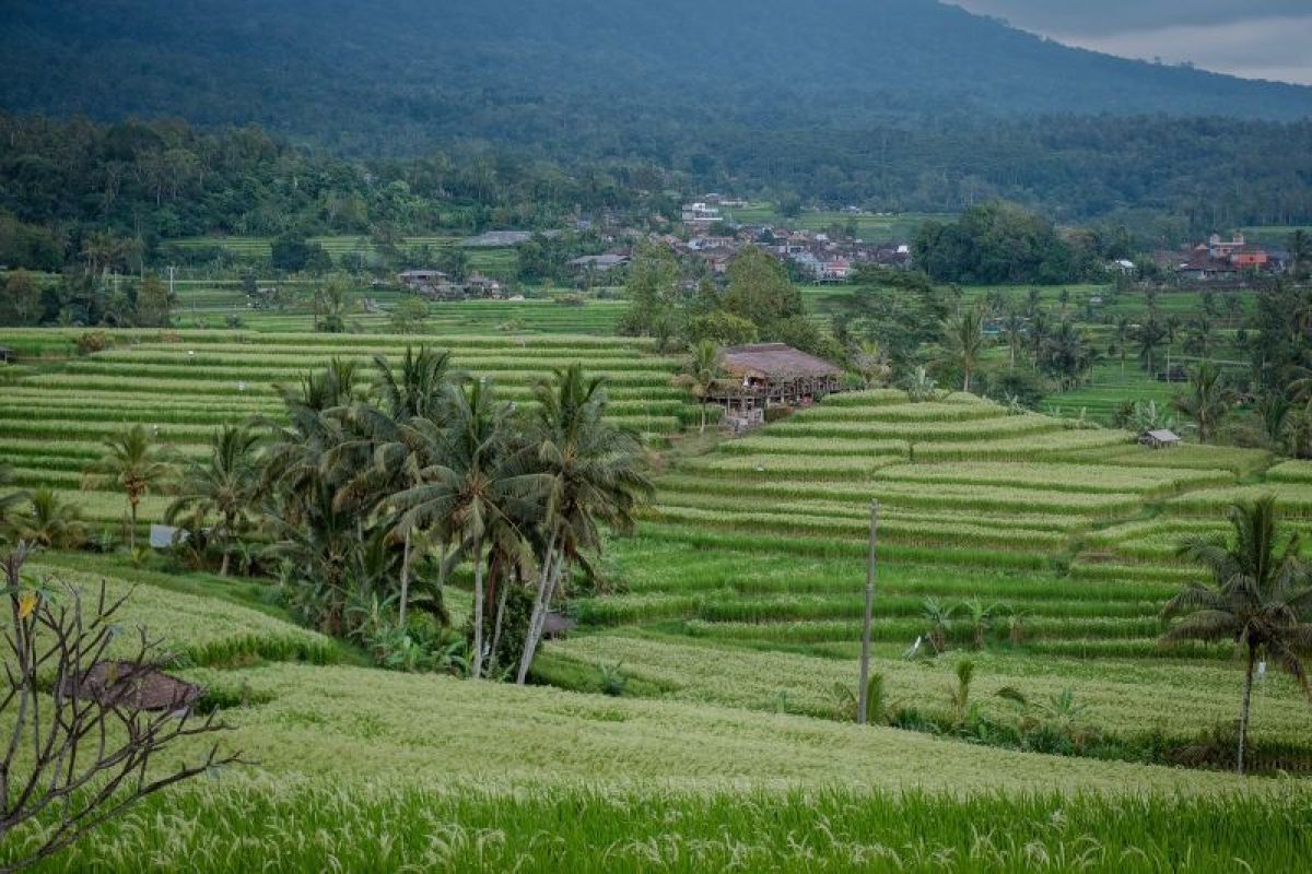 Delegasi asing nikmati budaya Indonesia di WWF ke-10 Bali