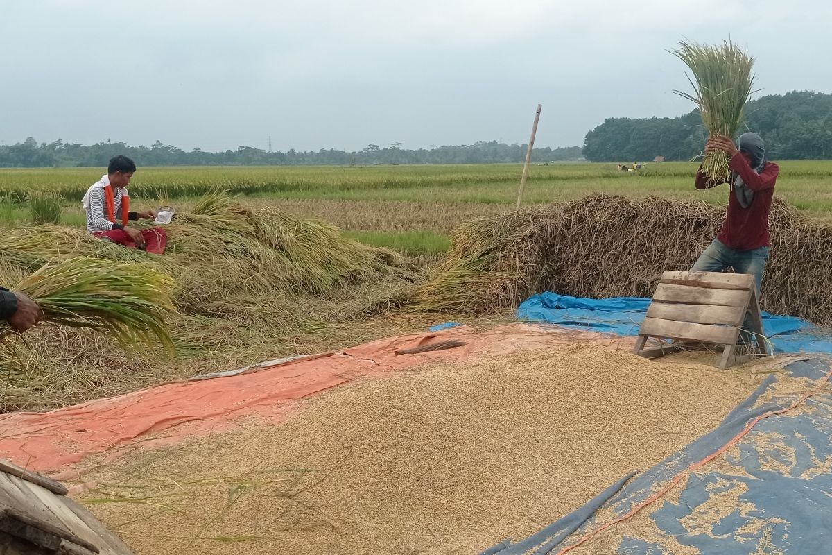 Petani di Lebak berhasil raup keuntungan harga gabah basah Rp7.000/kilogram
