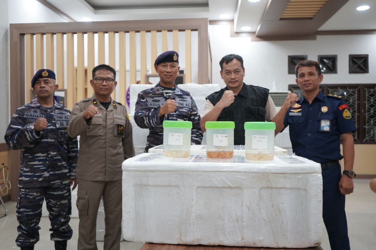 TNI AL gagalkan penyeludupan baby lobster di Tanjabtim