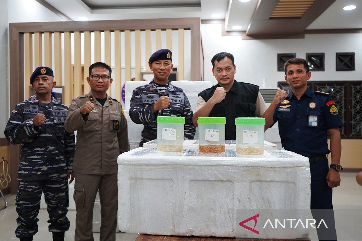 TNI AL Gagalkan Penyeludupan Baby Lobster Di Perairan Tanjabtim ...