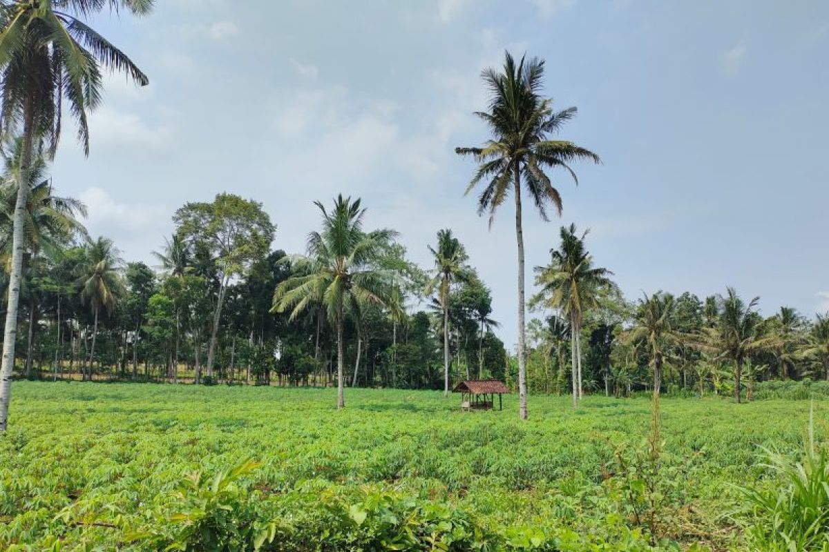 Pemprov Lampung proyeksi produksi singkong 2024 capai 7,5 juta ton