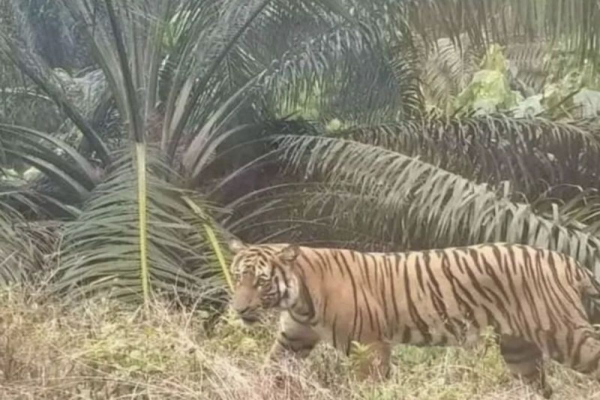BBKSDA Riau pasang kamera jebak usai seorang pekerja tewas diterkam harimau sumatra