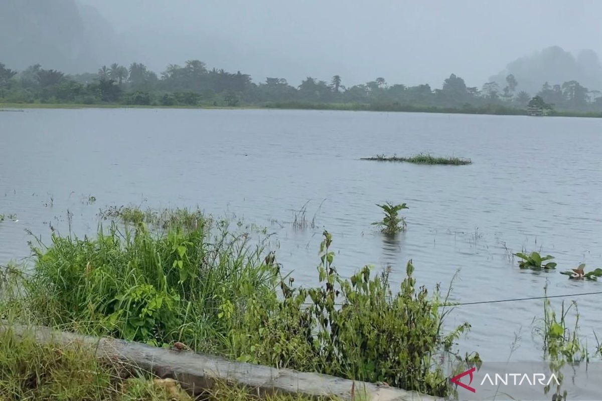 Akibat banjir, 150 hektare lahan pertanian di Konawe Utara dilaporkan gagal panen