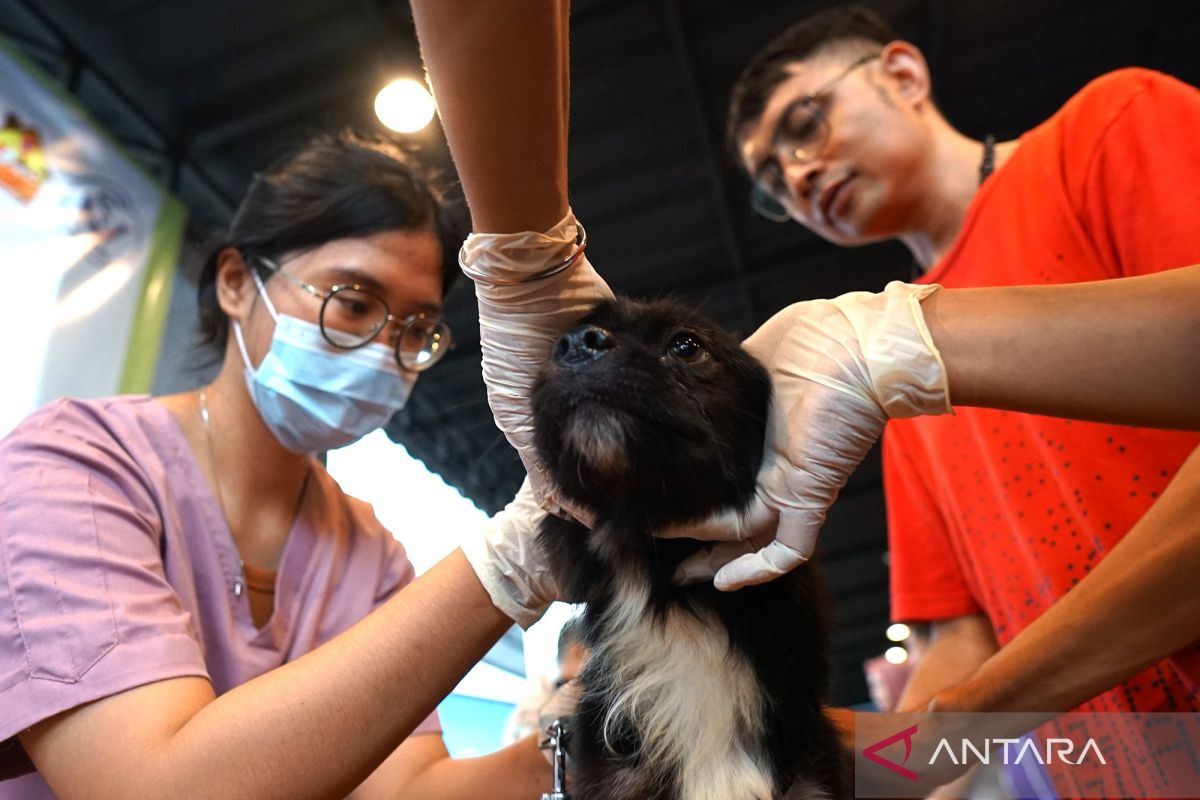 PDHI cabang Gorontalo gelar vaksinasi gratis dan edukasi cegah rabies