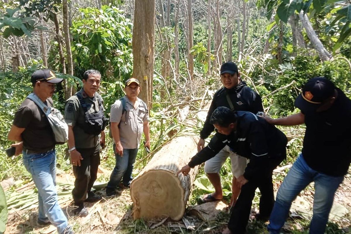 Polisi tangkap pencuri kayu jati di kawasan hutan produksi Malang