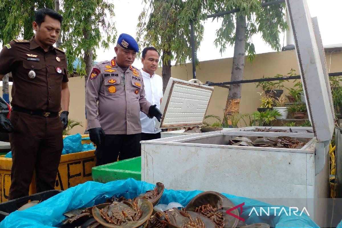 Ditpolairud Polda Sumut musnahkan 1.600 ekor  belangkas