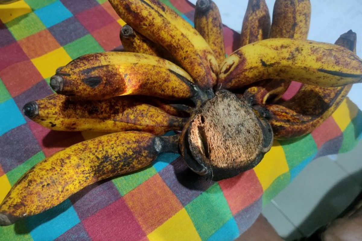 Harga pisang naik memasuki musim kemarau