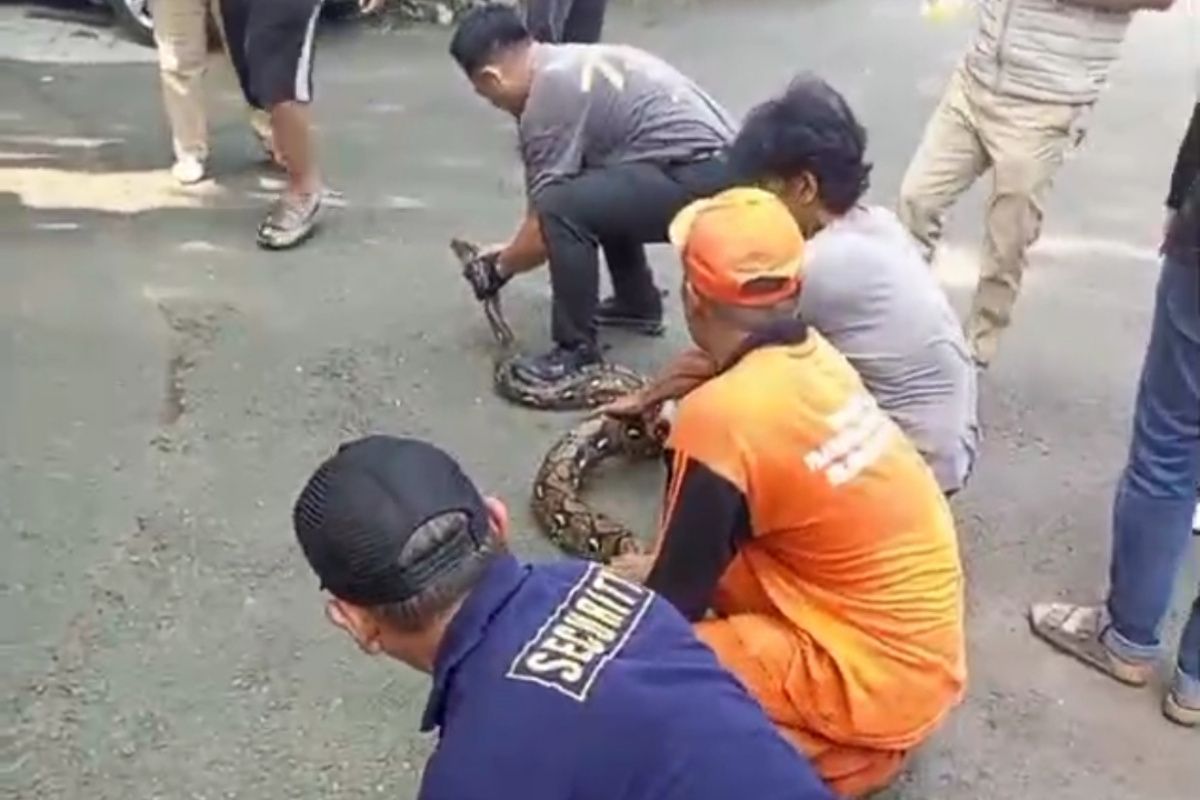 Gulkarmat Jaksel evakuasi ular sanca panjang 4,5 meter 