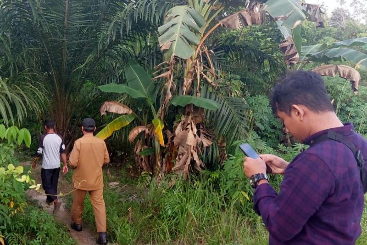 BKSDA Kalbar memantau aktivitas orang utan di Kayong Utara