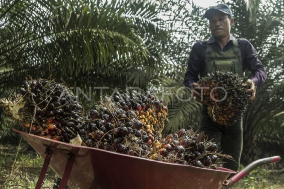 Dinas Perkebunan Kalbar: 420 pekebun sawit mendapat program penguatan SDM