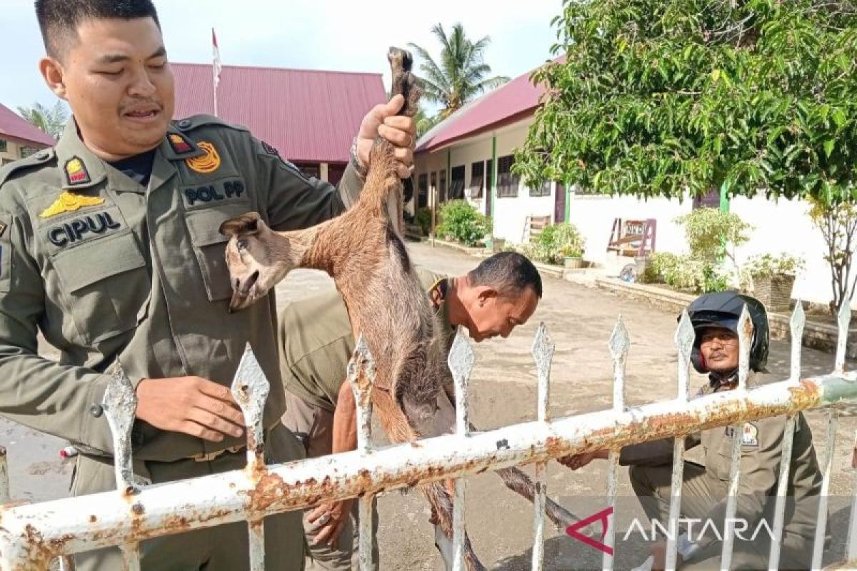 Pemkab Aceh Barat mulai berlakukan denda ternak liar yang tertangkap, denda capai Rp2,7 juta