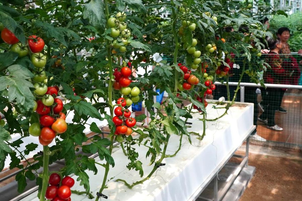 Teknologi pertanian inovatif China hadirkan kelezatan sayuran baru