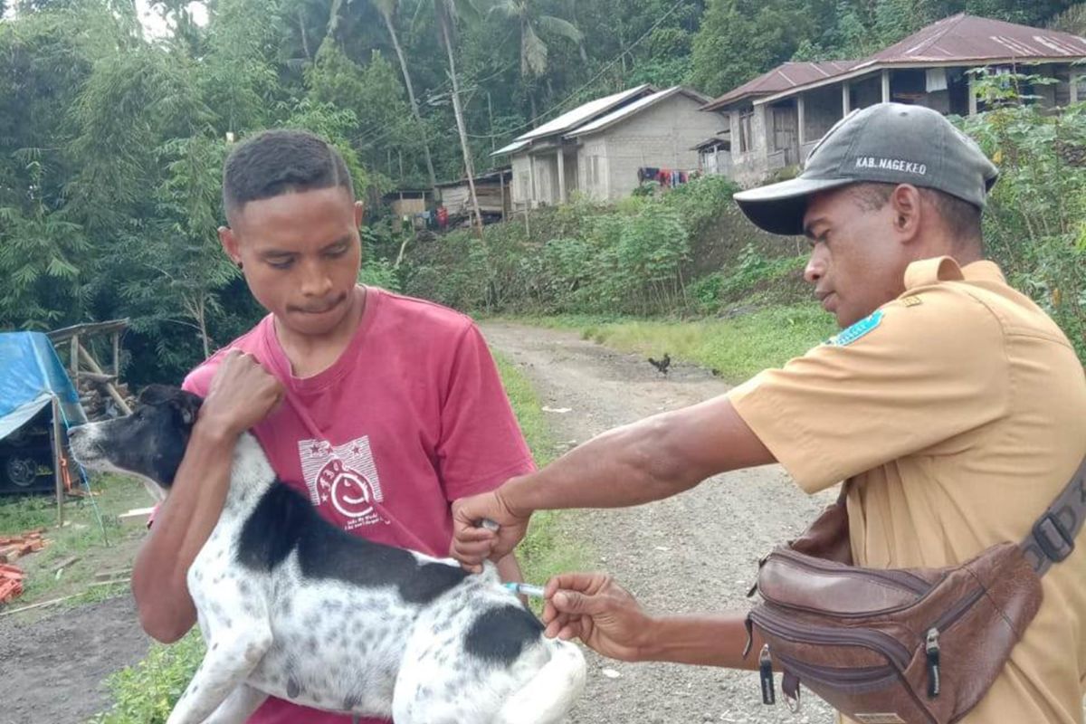 Persentase capaian vaksinasi rabies di Nagekeo diatas 50 persen