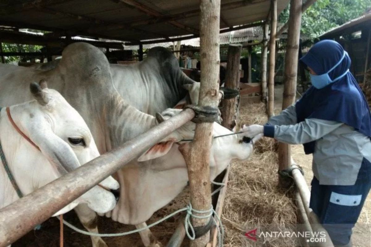 DPKP DIY meningkatkan pengawasan lalu lintas hewan jelang Idul Adha