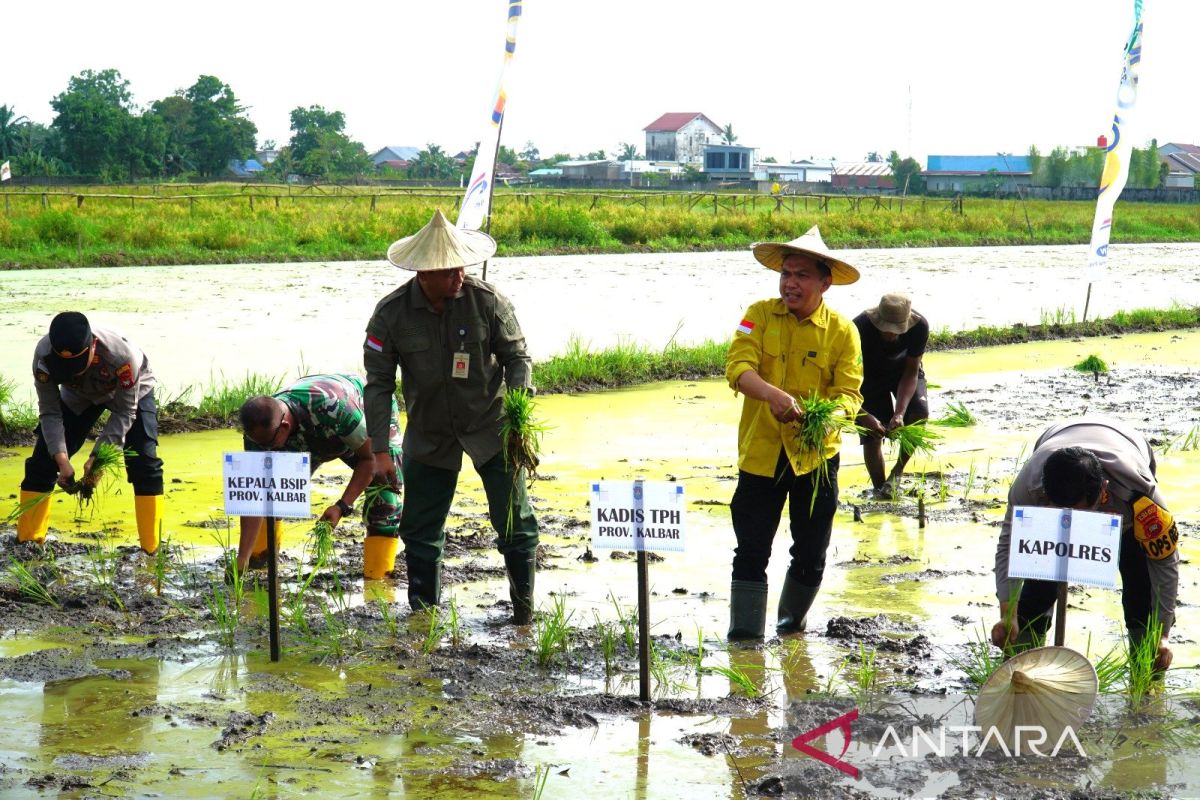 Produksi padi Kalbar Januari - April 2024 sudah 406.920 ton GKG