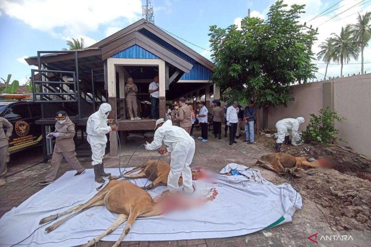 Karantina Kalsel potong paksa 3 sapi positif Brucellosis