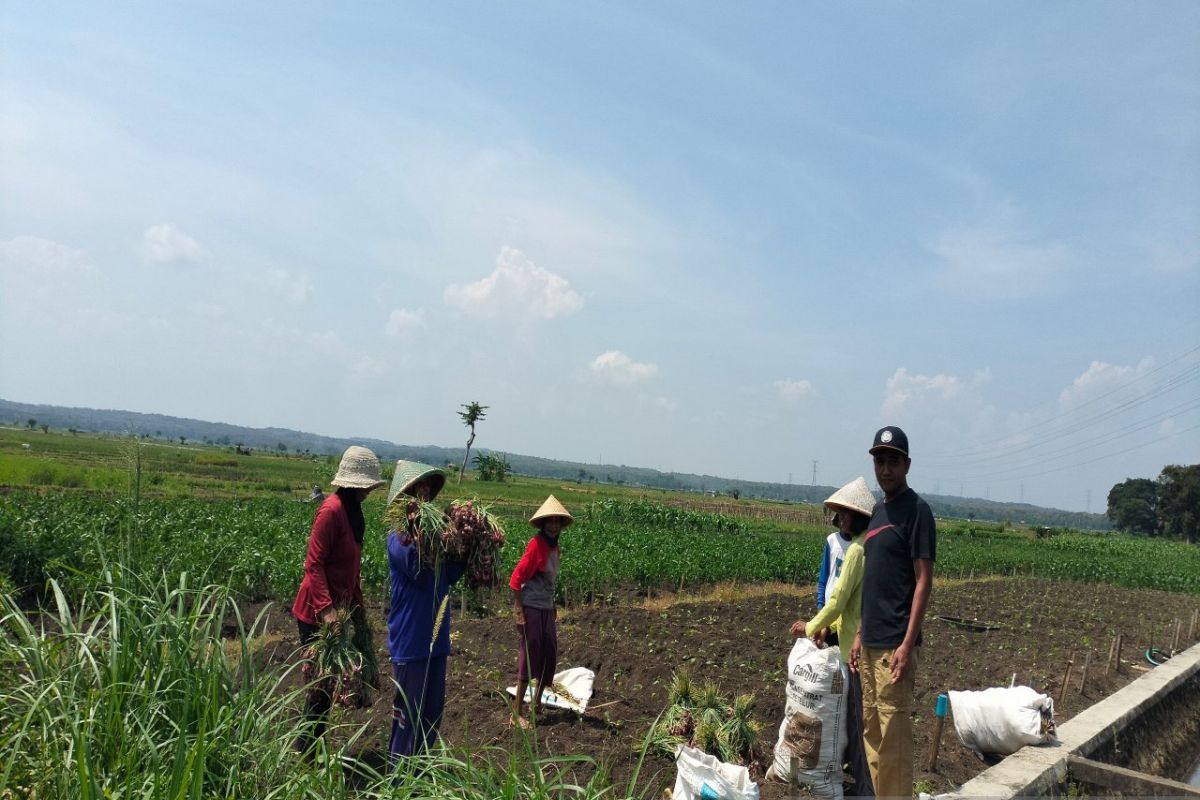 Pemkab Kulon Progo: Listrik untuk pengairan di Srikayangan lebih murah