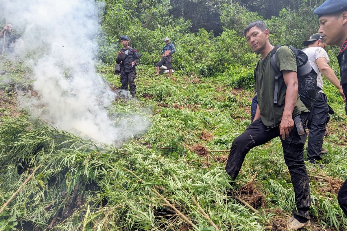 Brimob Polda Sumut musnahkan lima hektare ladang ganja di Madina