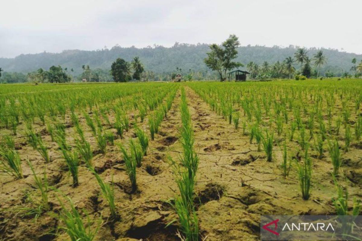 73 hektare sawah di Mukomuko terdampak pengeringan irigasi