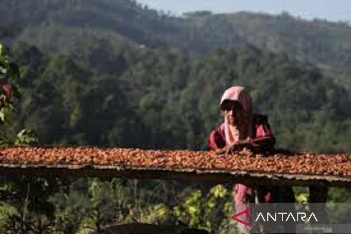 Disbun Sultra sebut harga kakao non fermentasi turun jadi Rp110.000 per kg