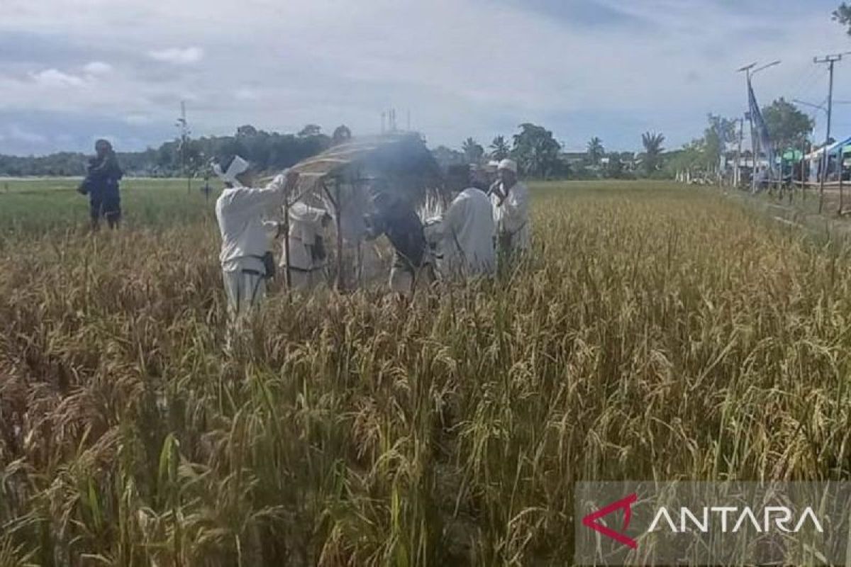 Kearifan lokal Bangka Tengah benteng pertanian dari serbuan tambang