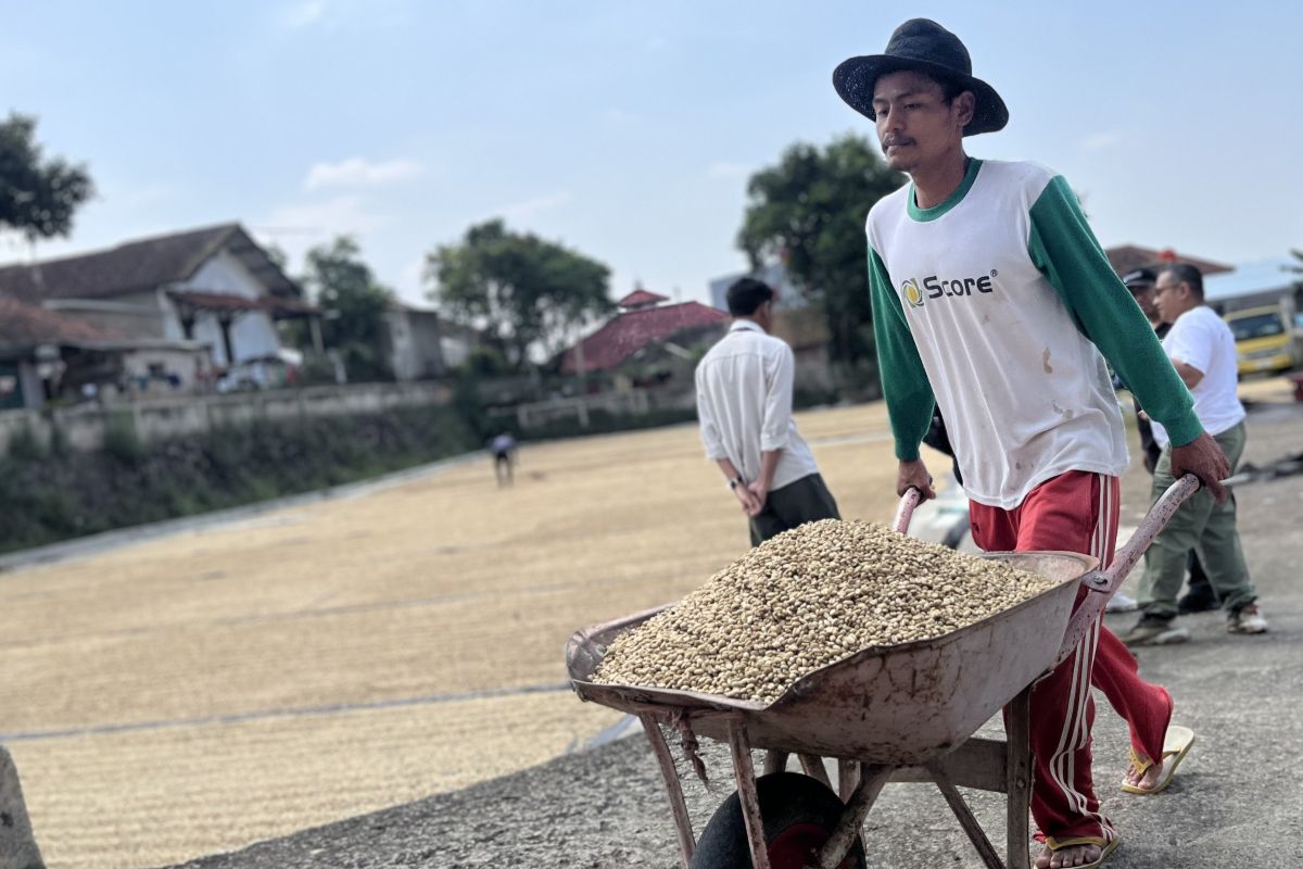 Starbucks Indonesia melindungi industri kopi lokal dengan mengambil biji kopi