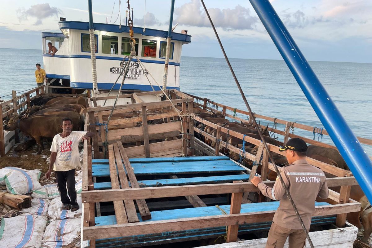 BKHIT Maluku fasilitasi pengiriman sapi potong ras Bali tujuan Sorong jelang Idul Adha