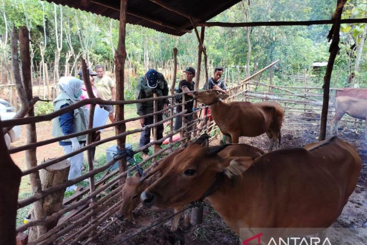 Pj Gubernur: Stok hewan kurban di Sultra cukup untuk Idul Adha 1445 H