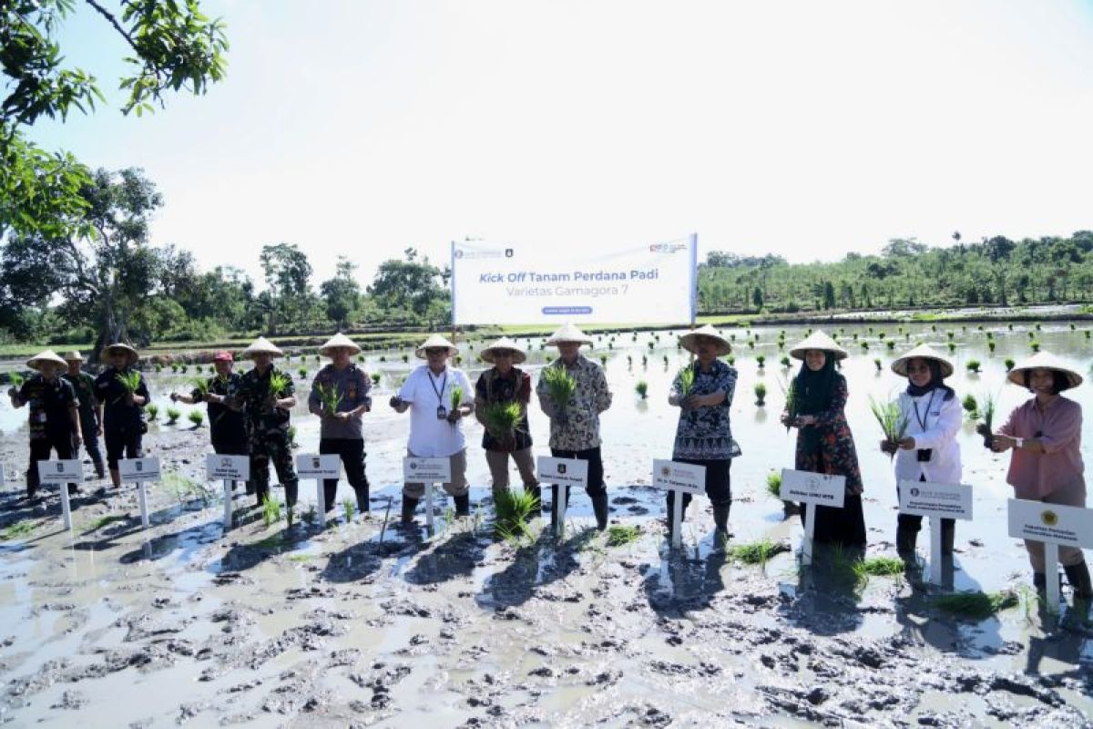 Target luas tanam kedua di Lombok Tengah capai 44 ribu hektare