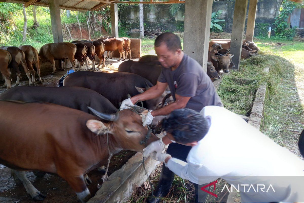Kota Bengkulu terima 500 dosis vaksin untuk hewan jelang Idul Adha