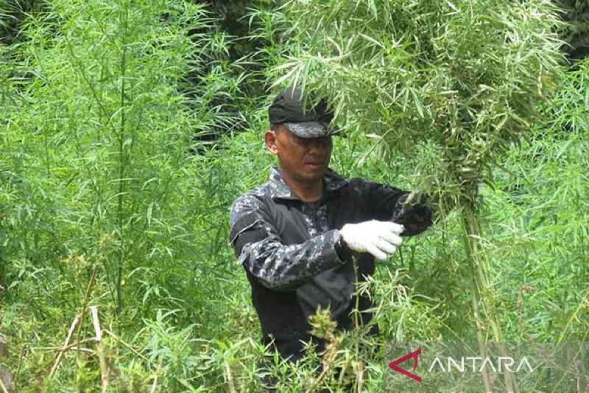 BNNP Aceh inspeksi usaha kuliner cegah penggunaan ganja dalam makanan