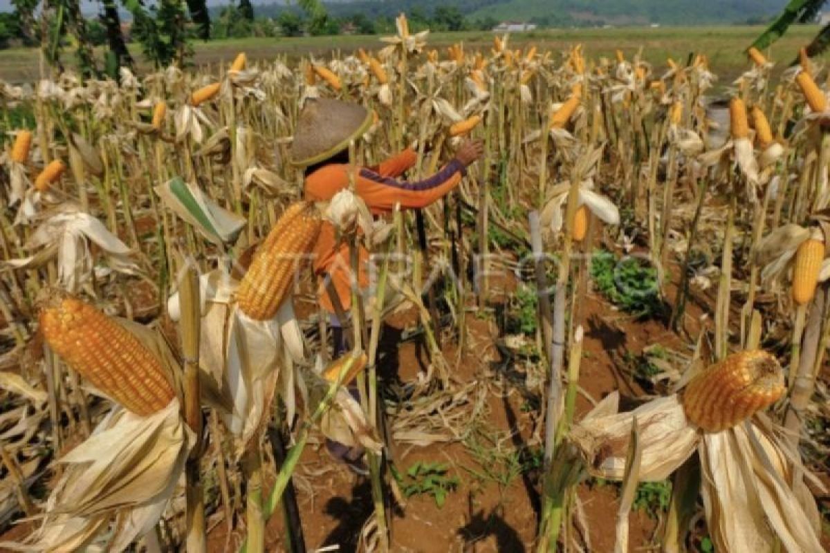 Kotawaringin Timur dapat bantuan benih jagung Kementan untuk tanam 390 ha