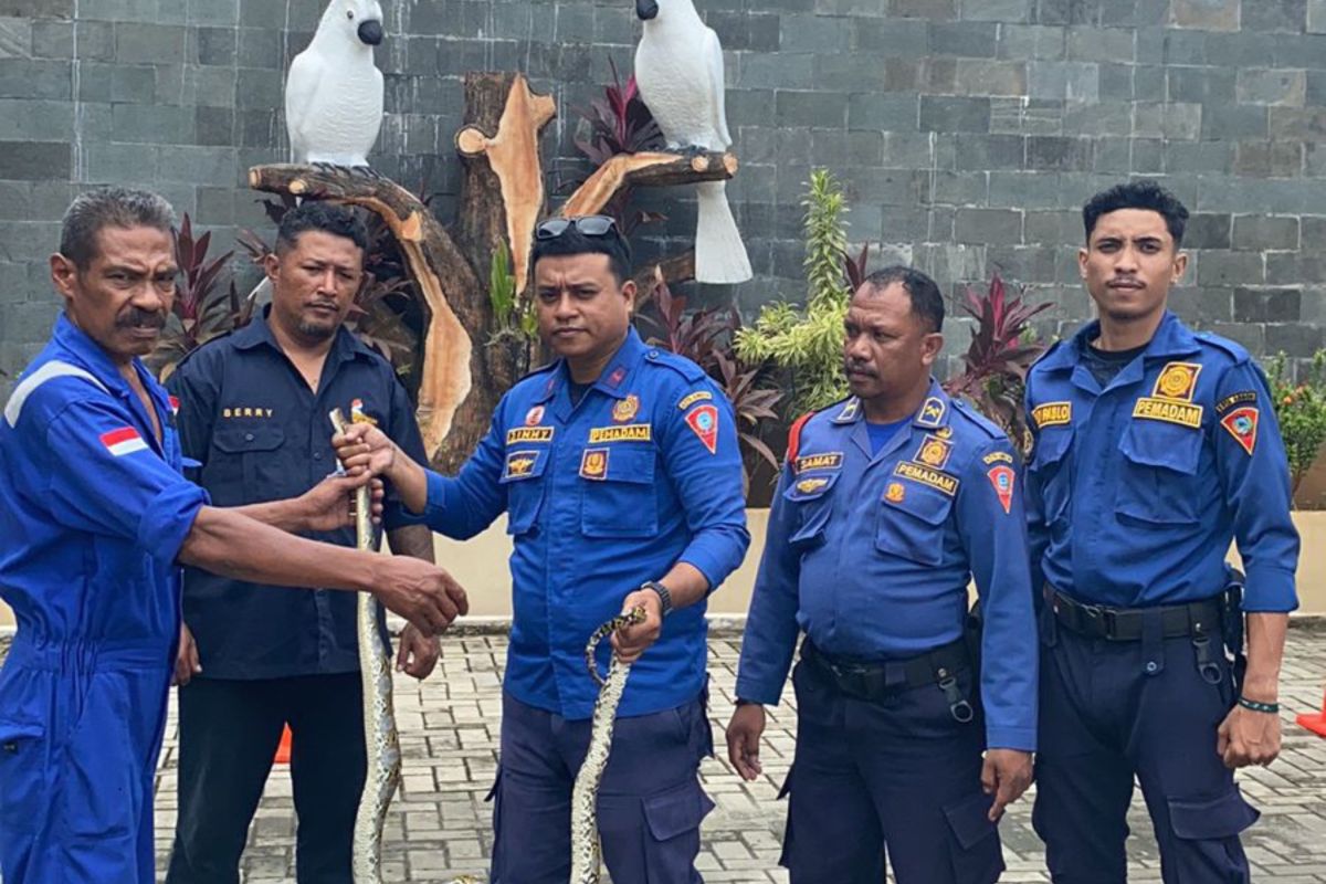BKSDA Maluku terima penyerahan satwa ular sanca kembang yang ditangkap petugas Damkar