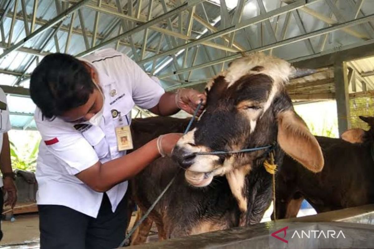 Dinas Pertanian Kudus intensifkan pantauan hewan ternak jelang kurban