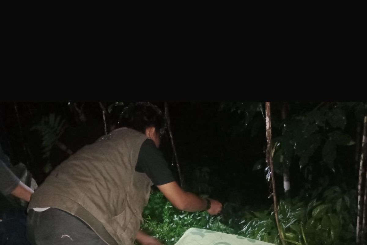 BKSDA Sumbar lepasliar kucing hutan ke habitat usai ditemukan warga Agam