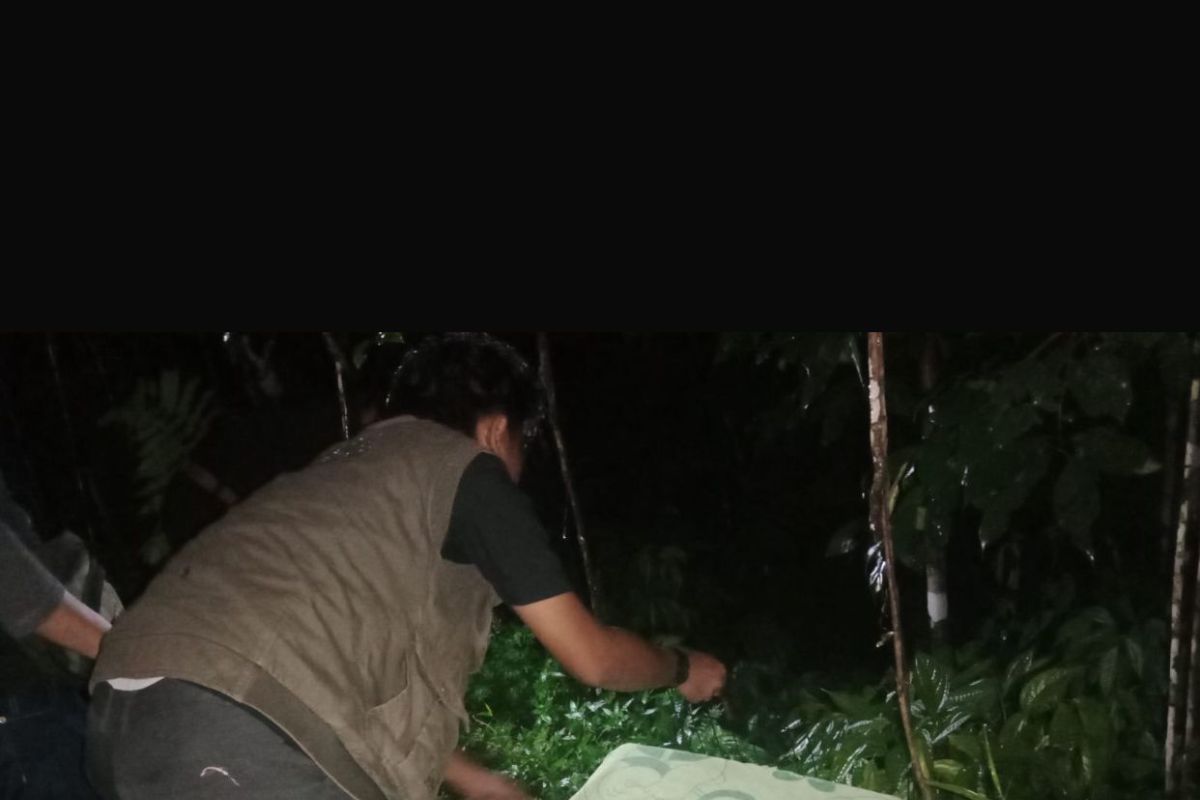 BKSDA Sumbar lepaskan kucing hutan yang ditemukan warga Agam