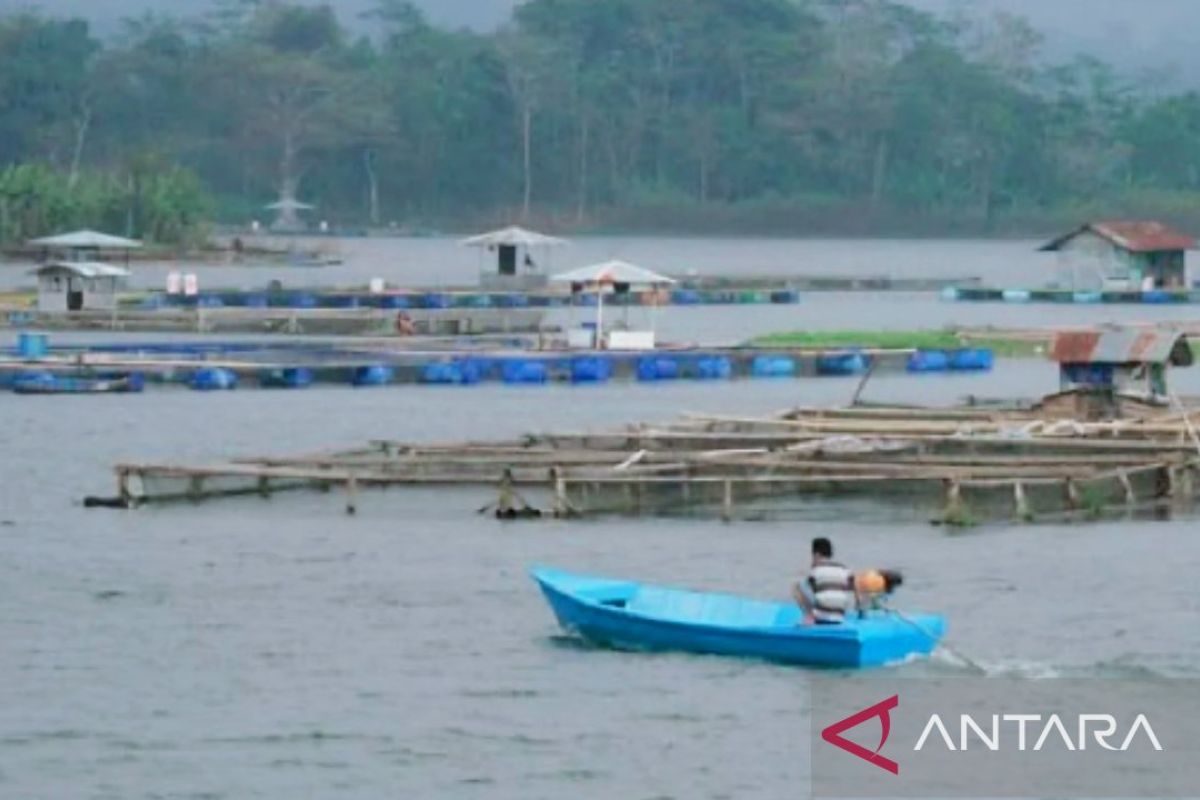 Dinas: Produksi ikan air tawar Purwakarta telah penuhi pasar di kota besar