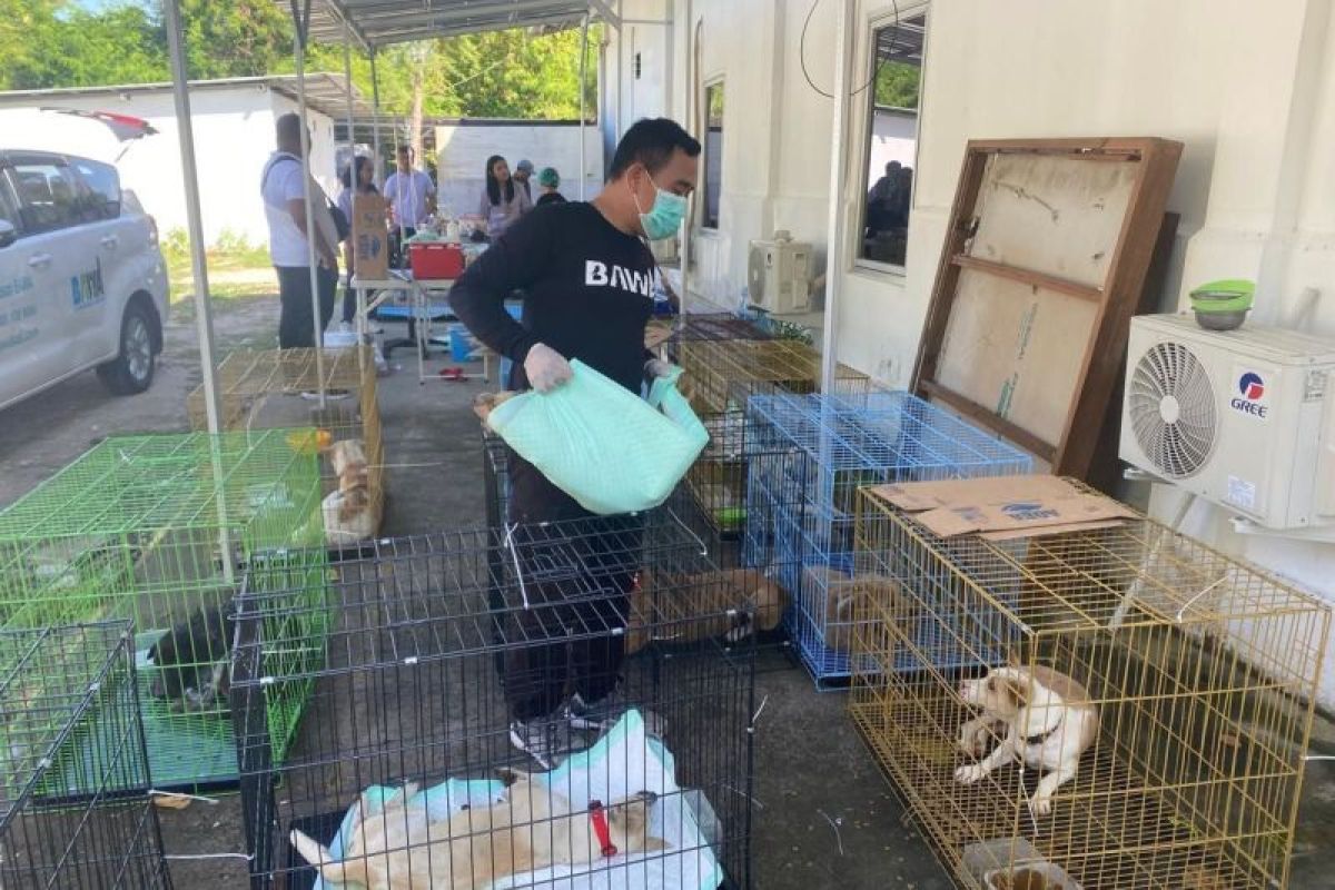 Pemkot Denpasar vaksinasi anjing liar untuk cegah rabies