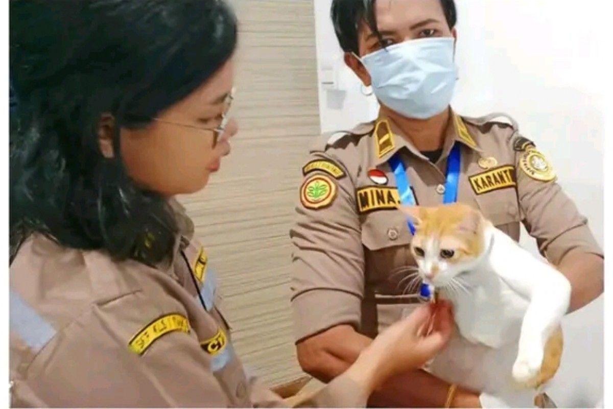 Petugas Karantina Timika periksa Kucing Legi yang dikirim ke Jakarta