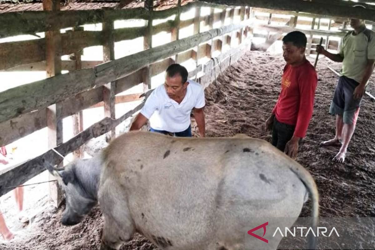 2.500 ternak di Nagan Raya sudah divaksin PMK