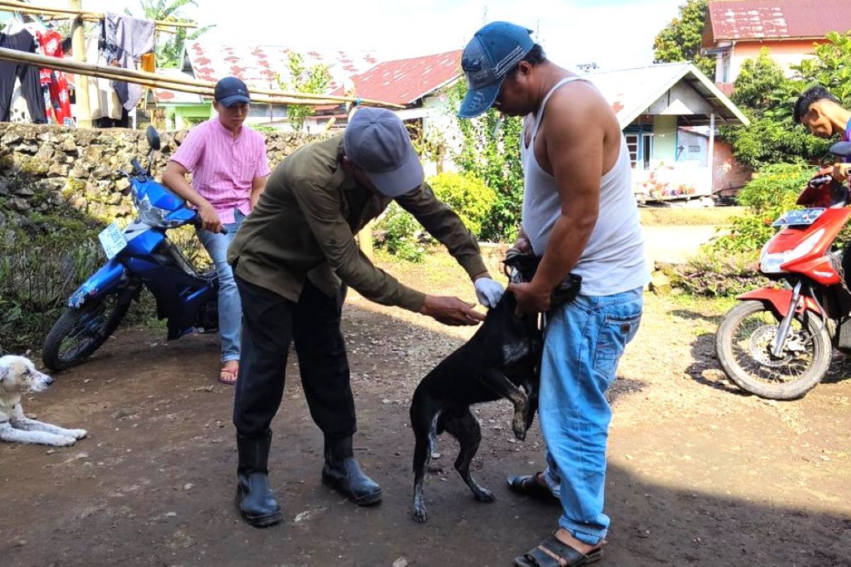 India: Regional Workplace Rejang Lebong vaccinated 4,624 contaminated animals within the espresso – ANTARA Information |  India information