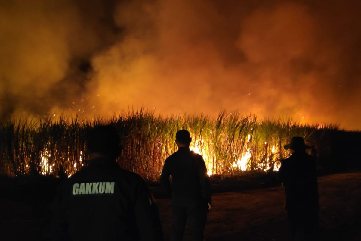 Pemprov Lampung cabut Pergub panen tebu dengan dibakar