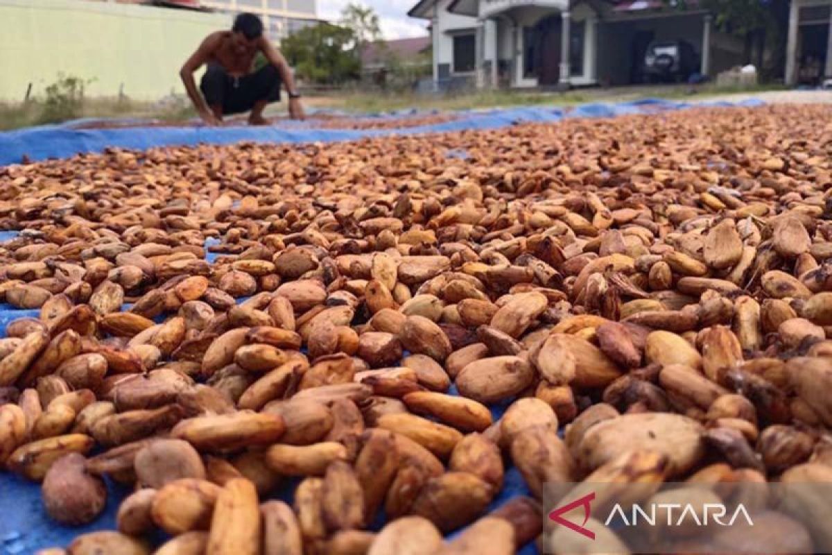 Harga kakao di Aceh Timur capai Rp120 ribu per kilogram