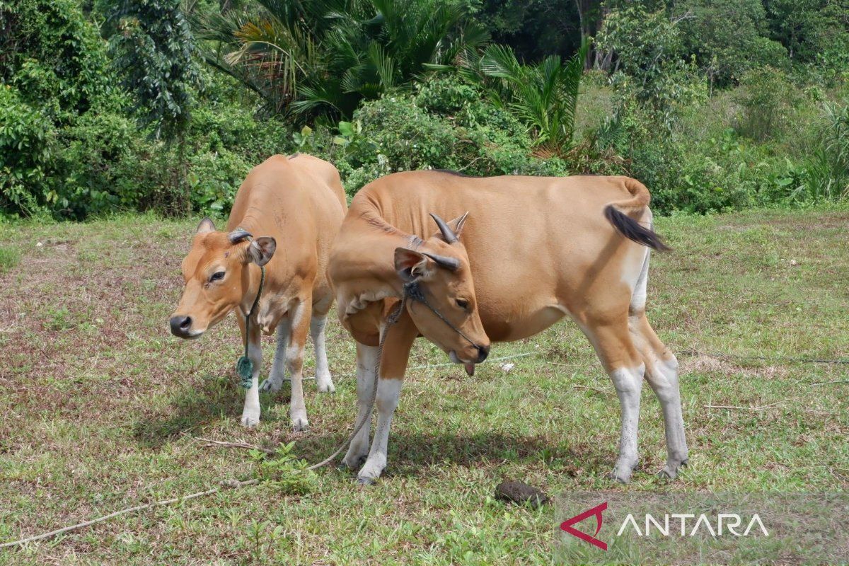Pemprov beri 120 straw sperma sapi ke peternak di Natuna
