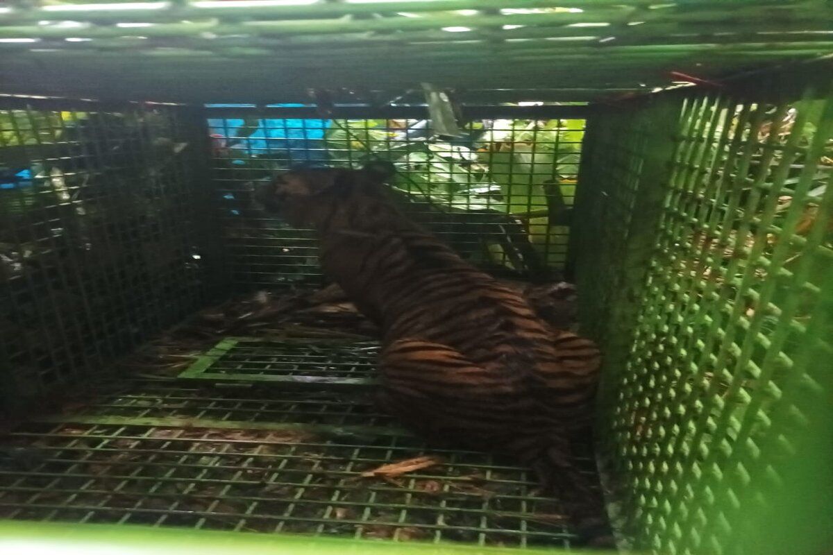 Tim gabungan berhasil tangkap Harimau pemangsa manusia di Suoh Lampung Barat